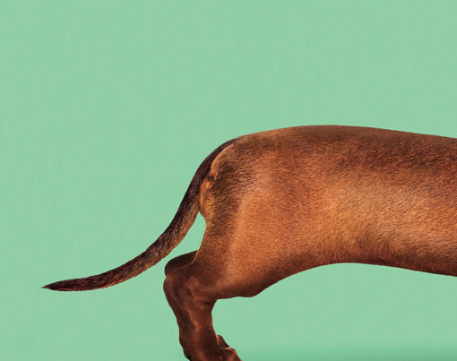 Wiener Dog pelicula, Wiener-dog film, Todd Solondz, El tornillo de Klaus, Revista de cine